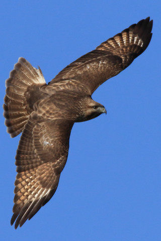 0.66倍トリミング 2018/1月 SIGMA150-600C+7D2 焦点距離600mm F8 ss1/2000 ISO400 Case3