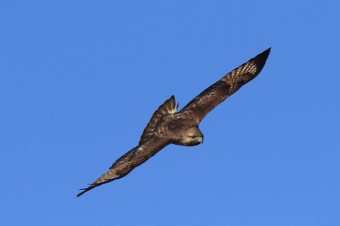 約0.47倍トリミング 2018/1月 SIGMA150-600C+7D2 焦点距離600mm F8 ss1/2000 ISO400 Case3