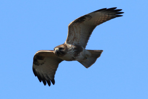 約0.47倍トリミング 2018/1月 SIGMA150-600C+7D2 焦点距離600mm F8 ss1/2000 ISO400 Case3