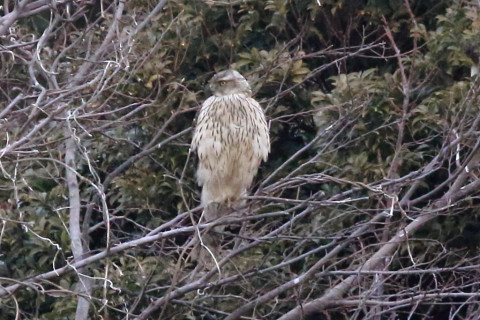 トリミング 2018/1月 SIGMA150-600C+7D2 焦点距離600mm F8 ss1/500 ISO3200
