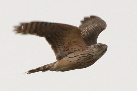 トリミング 2018/1月 SIGMA150-600C+7D2 焦点距離600mm F8 ss1/500 ISO250 Case3