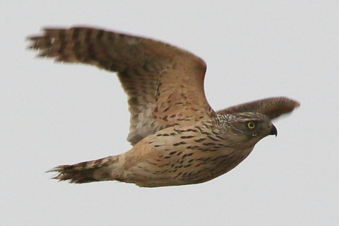 トリミング 2018/1月 SIGMA150-600C+7D2 焦点距離600mm F8 ss1/500 ISO250 Case3