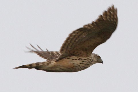 トリミング 2018/1月 SIGMA150-600C+7D2 焦点距離600mm F8 ss1/500 ISO400 Case3