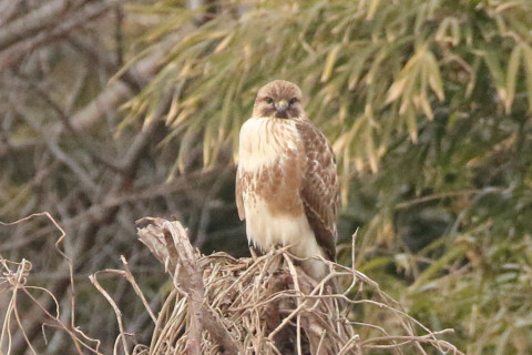 トリミング 2018/1月 SIGMA150-600C+7D2 焦点距離600mm F8 ss1/500 ISO3200