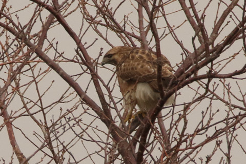 トリミング 2018/1月 SIGMA150-600C+7D2 焦点距離600mm F8 ss1/500 ISO640 Case3