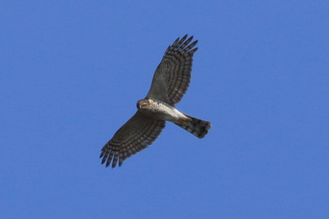 トリミング 2018/2月 SIGMA150-600C+7D2 焦点距離600mm F8 ss1/1250 ISO320 Case3