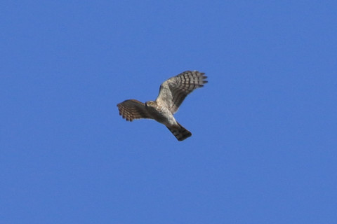 トリミング 2018/2月 SIGMA150-600C+7D2 焦点距離600mm F8 ss1/1250 ISO320 Case3