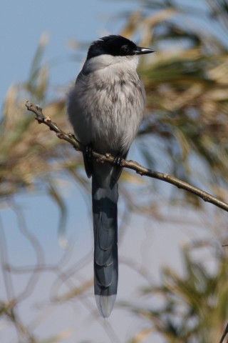 0.66倍トリミング 2018/2月 SIGMA150-600C+7D2 焦点距離600mm F8 ss1/1600 ISO320 Case3