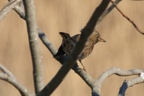 トリミング 2018/2月 SIGMA150-600C+7D2 焦点距離600mm F8 ss1/1600 ISO640