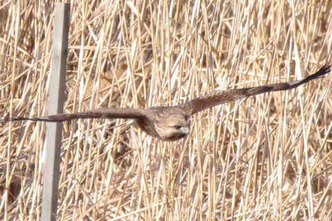 トリミング 2018/2月 SIGMA150-600C+7D2 焦点距離600mm F8 ss1/1600 ISO1600 Case3