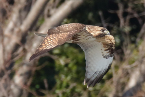 トリミング 2018/2月 SIGMA150-600C+7D2 焦点距離600mm F8 ss1/1250 ISO1250 Case3
