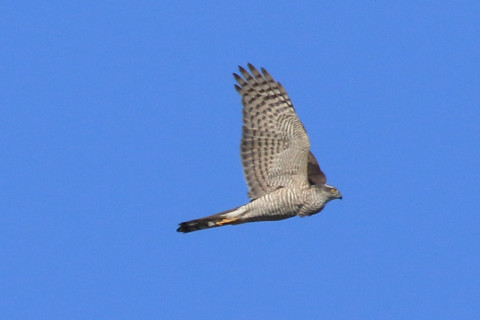 トリミング 2018/2月 SIGMA150-600C+7D2 焦点距離600mm F8 ss1/1600 ISO400 Case3