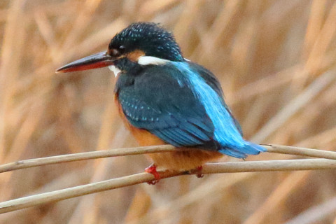 トリミング 2018/2月 SIGMA150-600C+7D2 焦点距離600mm F8 ss1/1000 ISO3200