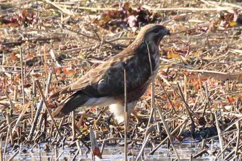 トリミング 2018/2月 SIGMA150-600C+7D2 焦点距離600mm F8 ss1/800 ISO500