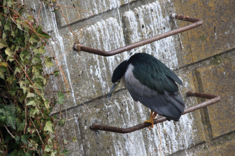 2018/2月 SIGMA150-600C+7D2 焦点距離600mm F8 ss1/250 ISO500