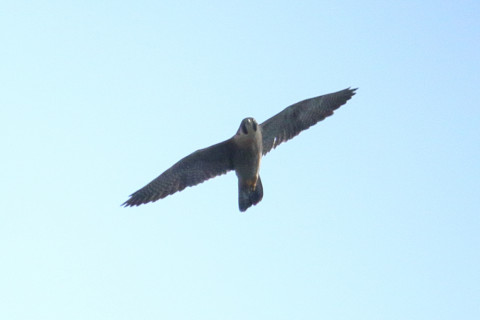 トリミング 2018/2月 SIGMA150-600C+7D2 焦点距離600mm F8 ss1/1600 ISO320 Case3