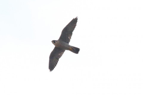 トリミング 2018/2月 SIGMA150-600C+7D2 焦点距離600mm F8 ss1/1600 ISO250 Case3