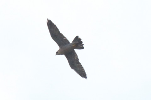 トリミング 2018/2月 SIGMA150-600C+7D2 焦点距離600mm F8 ss1/1600 ISO250 Case3