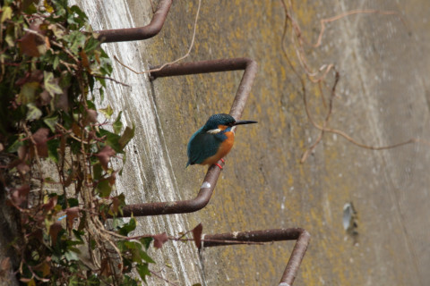 2018/2月 SIGMA150-600C+7D2 焦点距離600mm F8 ss1/400 ISO320