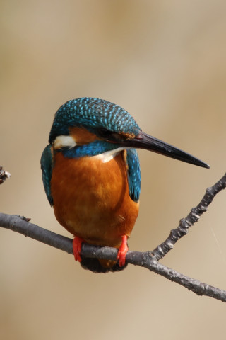 約0.47倍トリミング 2018/2月 SIGMA150-600C+7D2 焦点距離600mm F8 ss1/200 ISO100