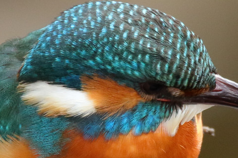 トリミング 2018/2月 SIGMA150-600C+7D2 焦点距離600mm F8 ss1/250 ISO1000