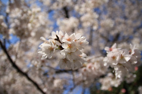 2018/3月 SIGMA17-70+7D2 焦点距離17mm F2.8 ss1/2500 ISO100