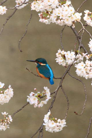 2018/3月 SIGMA150-600C+7D2 焦点距離600mm F8 ss1/320 ISO400