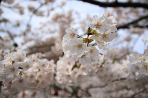 2018/3月 SIGMA17-70+7D2 焦点距離17mm F2.8 ss1/3200 ISO100