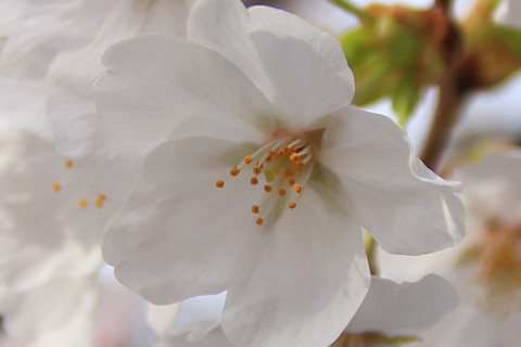 トリミング 2018/3月 SIGMA17-70+7D2 焦点距離17mm F2.8 ss1/3200 ISO100