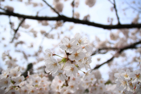 2018/3月 SIGMA17-70+7D2 焦点距離17mm F2.8 ss1/2500 ISO100