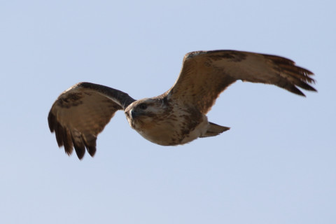 約0.47倍トリミング 2018/3月 SIGMA150-600C+7D2 焦点距離600mm F8 ss1/800 ISO125 Case3