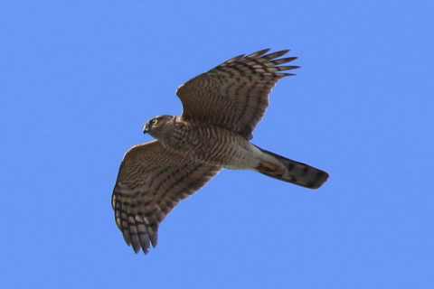 トリミング 2018/3月 SIGMA150-600C+7D2 焦点距離600mm F8 ss1/500 ISO160 Case3