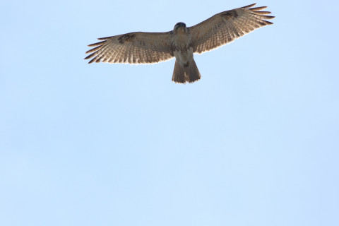 2018/3月 SIGMA150-600C+7D2 焦点距離600mm F8 ss1/1250 ISO200 Case3