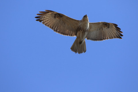 2018/3月 SIGMA150-600C+7D2 焦点距離600mm F8 ss1/1250 ISO500 Case3