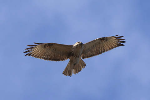 約0.47倍トリミング 2018/3月 SIGMA150-600C+7D2 焦点距離600mm F8 ss1/1250 ISO400 Case3