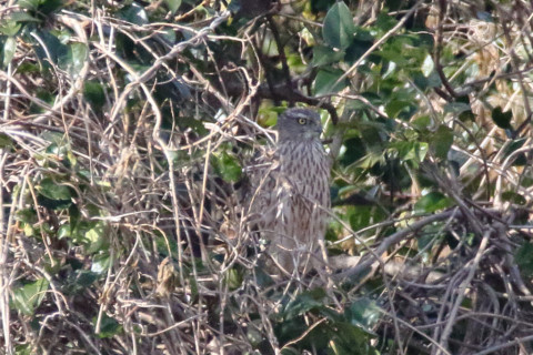 トリミング 2018/3月 SIGMA150-600C+7D2 焦点距離600mm F8 ss1/2000 ISO2000