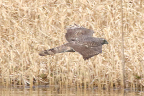 トリミング 2018/3月 SIGMA150-600C+7D2 焦点距離600mm F8 ss1/2000 ISO640 Case3