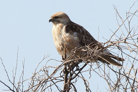 トリミング 2018/3月 SIGMA150-600C+7D2 焦点距離600mm F8 ss1/400 ISO100