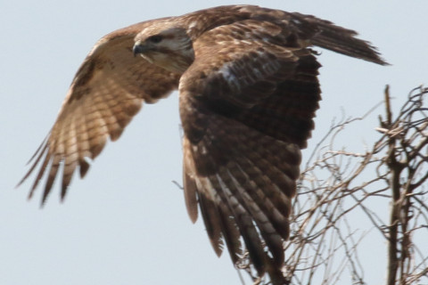 トリミング 2018/3月 SIGMA150-600C+7D2 焦点距離600mm F8 ss1/800 ISO200 Case3