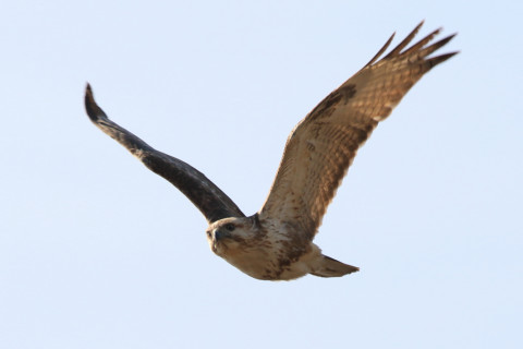 約0.47倍トリミング 2018/3月 SIGMA150-600C+7D2 焦点距離600mm F8 ss1/800 ISO160 Case3