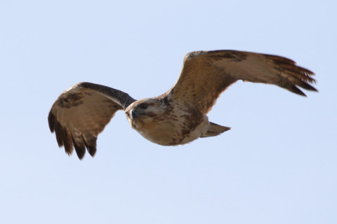 約0.47倍トリミング 2018/3月 SIGMA150-600C+7D2 焦点距離600mm F8 ss1/800 ISO125 Case3