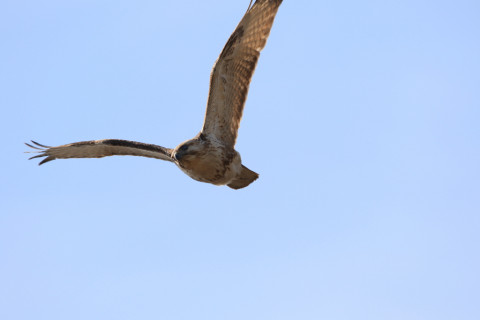 018/3月 SIGMA150-600C+7D2 焦点距離600mm F8 ss1/800 ISO160 Case3