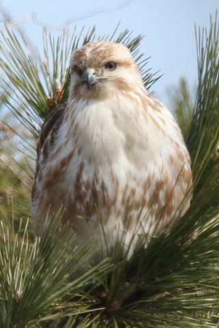 トリミング 2018/3月 SIGMA150-600C+7D2 焦点距離562mm F8 ss1/800 ISO500