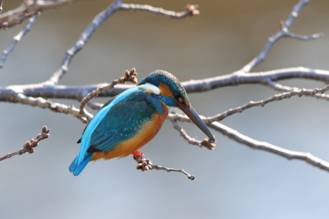 2018/2月 SIGMA150-600C+7D2 焦点距離600mm F8 ss1/250 ISO400