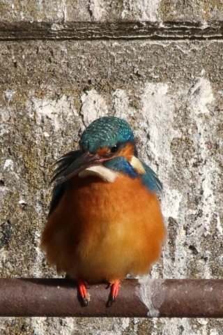 トリミング 2018/2月 SIGMA150-600C+7D2 焦点距離600mm F8 ss1/2000 ISO800