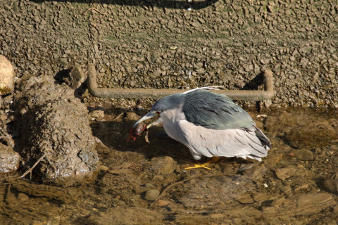2018/2月 SIGMA150-600C+7D2 焦点距離600mm F8 ss1/2000 ISO3200