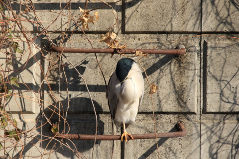 2018/2月 SIGMA150-600C+7D2 焦点距離600mm F8 ss1/250 ISO125
