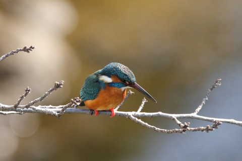 2018/2月 SIGMA150-600C+7D2 焦点距離600mm F8 ss1/1000 ISO3200