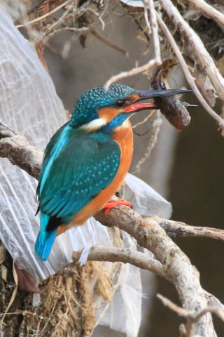 約0.66倍トリミング 2018/2月 SIGMA150-600C+7D2 焦点距離600mm F8 ss1/250 ISO2000