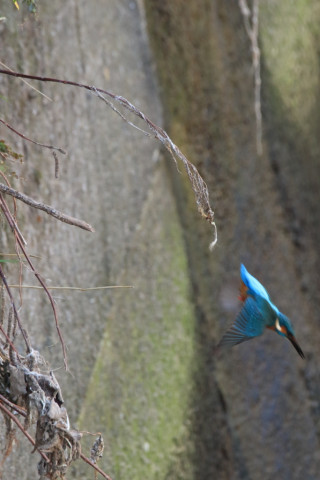2018/2月 SIGMA150-600C+7D2 焦点距離600mm F8 ss1/500 ISO3200 Case3